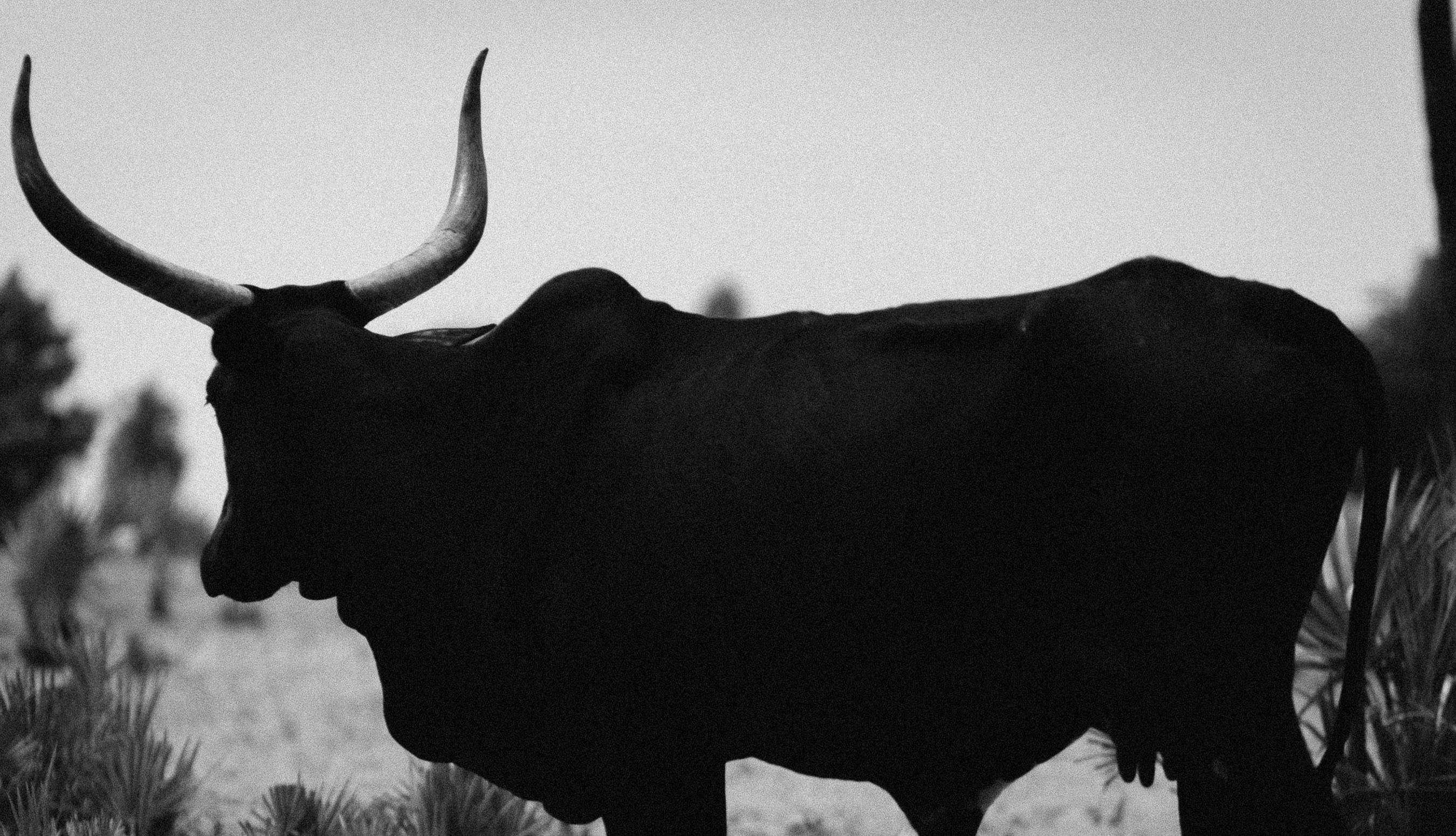 Pexels darkshadephotos 32796985